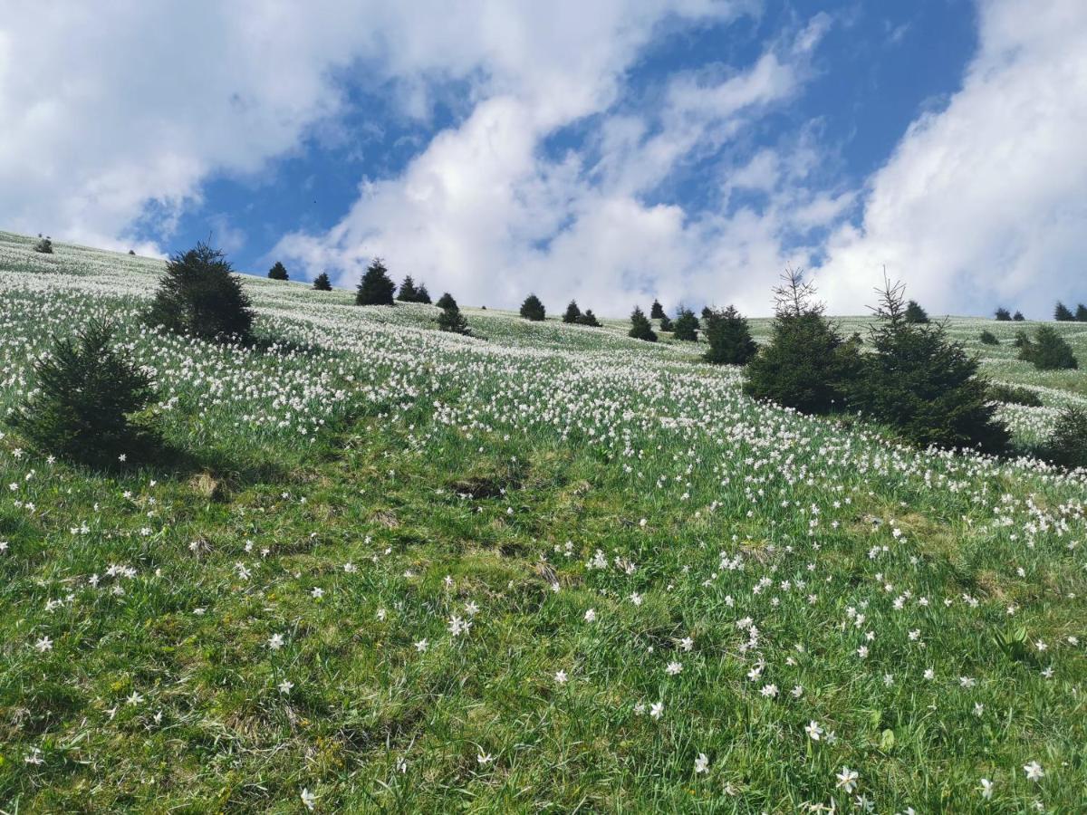 Apartma Rekar - A House, Where You Can Relax In The Embrace Of Nature Jesenice Buitenkant foto